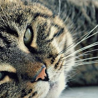 adriemont - homme bisexuel de 53 ans