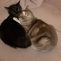 secretje - homme bisexuel de 57 ans