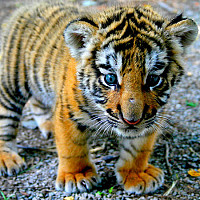 ninase - homme bisexuel de 50 ans