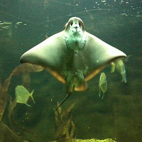 toudoux72 - homme bisexuel de 64 ans