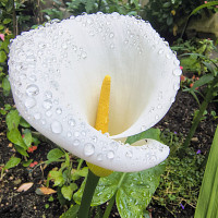 pas20cal - homme bisexuel de 60 ans