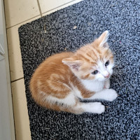 dmuratd - homme bisexuel de 53 ans