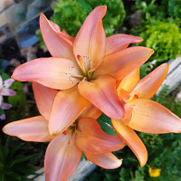 01rogerse - gay de 75 ans