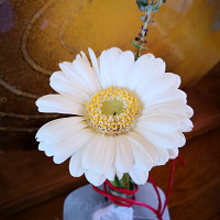 phils84 - homme bisexuel de 66 ans