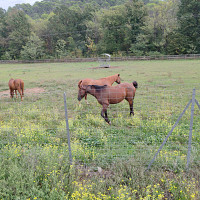 neham - homme bisexuel de 56 ans