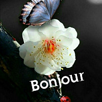 koukoubaba - homme bisexuel de 67 ans