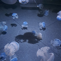 sоum44 - homme bisexuel de 41 ans