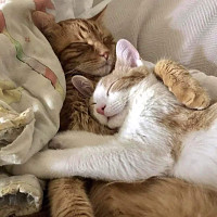 yvesnatexh - gay de 67 ans