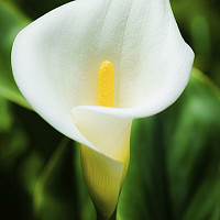 atoutage - homme bisexuel de 81 ans