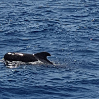 samer59 - homme bisexuel de 57 ans