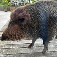 samialabelle59 - lesbienne de 34 ans