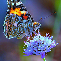 robertdenante - homme bisexuel de 67 ans