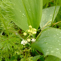 grizou63 - homme bisexuel de 60 ans