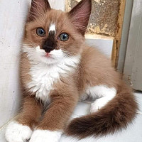 marmiton01 - gay de 64 ans