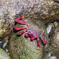 dove42ste - homme bisexuel de 51 ans