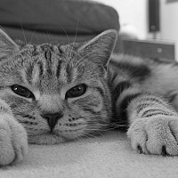 mamada - homme bisexuel de 62 ans