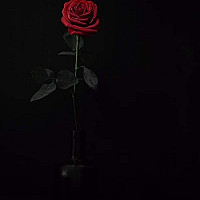 leo3211 - homme bisexuel de 49 ans