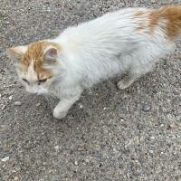 costaud66 - homme bisexuel de 43 ans