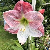 gianni29 - homme bisexuel de 68 ans