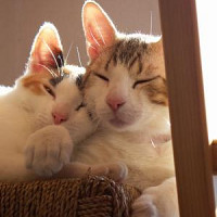 chloeelesblibre - lesbienne de 51 ans