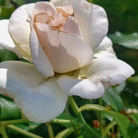 discrethom - homme bisexuel de 51 ans