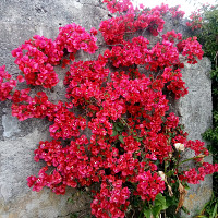 newton - gay de 71 ans