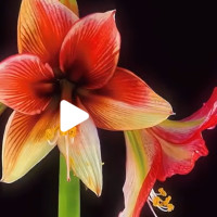 loulou8 - gay de 19 ans