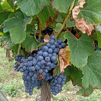 lentier46 - homme bisexuel de 62 ans