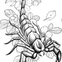 valou97400 - lesbienne de 46 ans