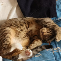 roudoudou1968 - homme bisexuel de 58 ans