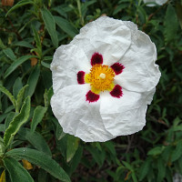 uncerisier - homme bisexuel de 53 ans