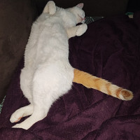 71eric69 - homme bisexuel de 56 ans