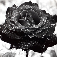 mamanne - lesbienne de 54 ans