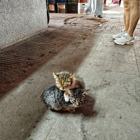 jumeaux - gay de 65 ans