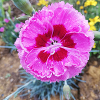 pedro65140 - homme bisexuel de 63 ans