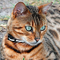 carinedu42 - lesbienne de 48 ans