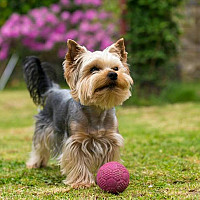 georgesalainvosges - gay de 69 ans