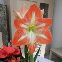 lust41 - homme bisexuel de 42 ans