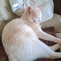 phiphi85120 - gay de 61 ans