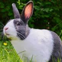 lapinou42 - homme bisexuel de 55 ans