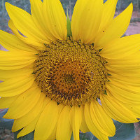 maya1 - lesbienne de 56 ans