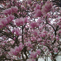 jumica - lesbienne de 44 ans