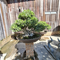 cat974 - femme bisexuelle de 44 ans