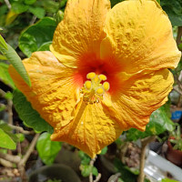 joliechabinedouce - femme bisexuelle de 30 ans