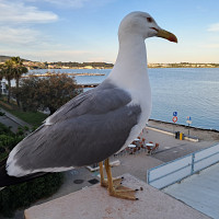 tres-cool - homme bisexuel de 68 ans