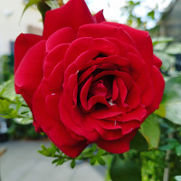 david_91 - homme bisexuel de 51 ans