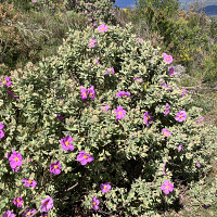 minotaure66 - homme bisexuel de 65 ans