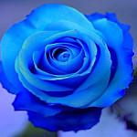 blue-art