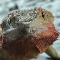 aurelienduris - homme hétéro curieux de 34 ans