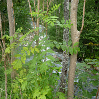 codar14 - gay de 65 ans